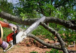 Reliable Flowing Wells, AZ  Tree Services Solutions