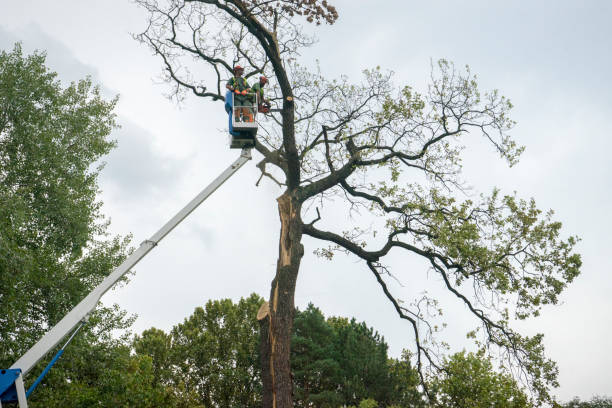 Why Choose Our Tree Removal Services in Flowing Wells, AZ?